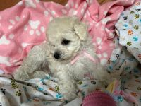 Łeska Vel Tasha - 8 tygodni